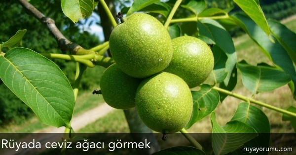 Rüyada Ceviz Ağacı Görmek - Rüya Tabirleri Rüyada Ceviz Ağacı Görmek