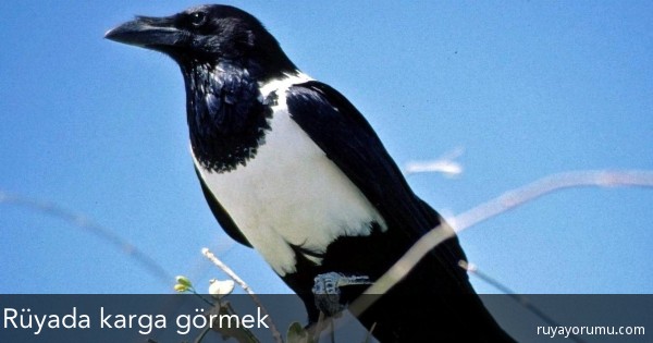 Rüya Yorum: karga Rüya Yorum: karga