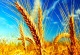 Rüyada Buğday Görmek