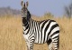 Rüyada Zebra Görmek